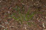 Oval-leaf sedge